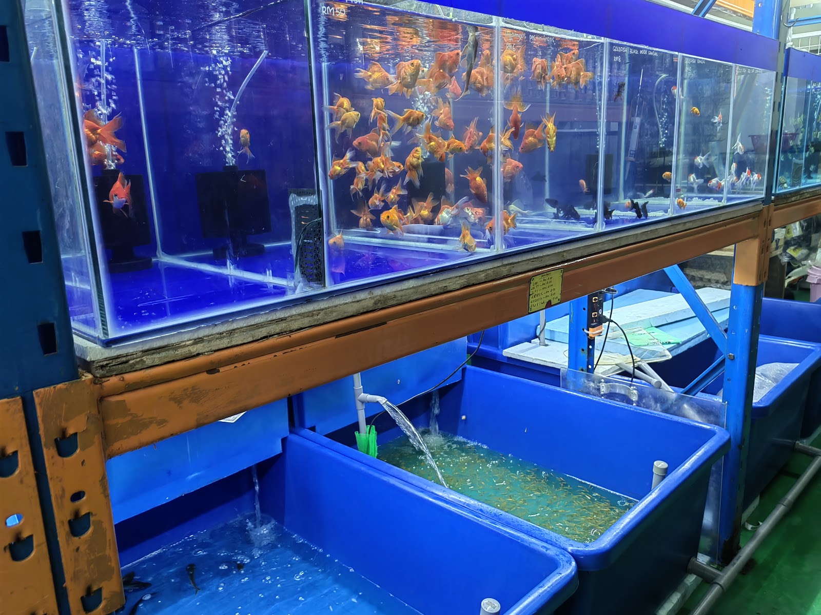 Wang wang aquarium and pets旺旺水族馆 6