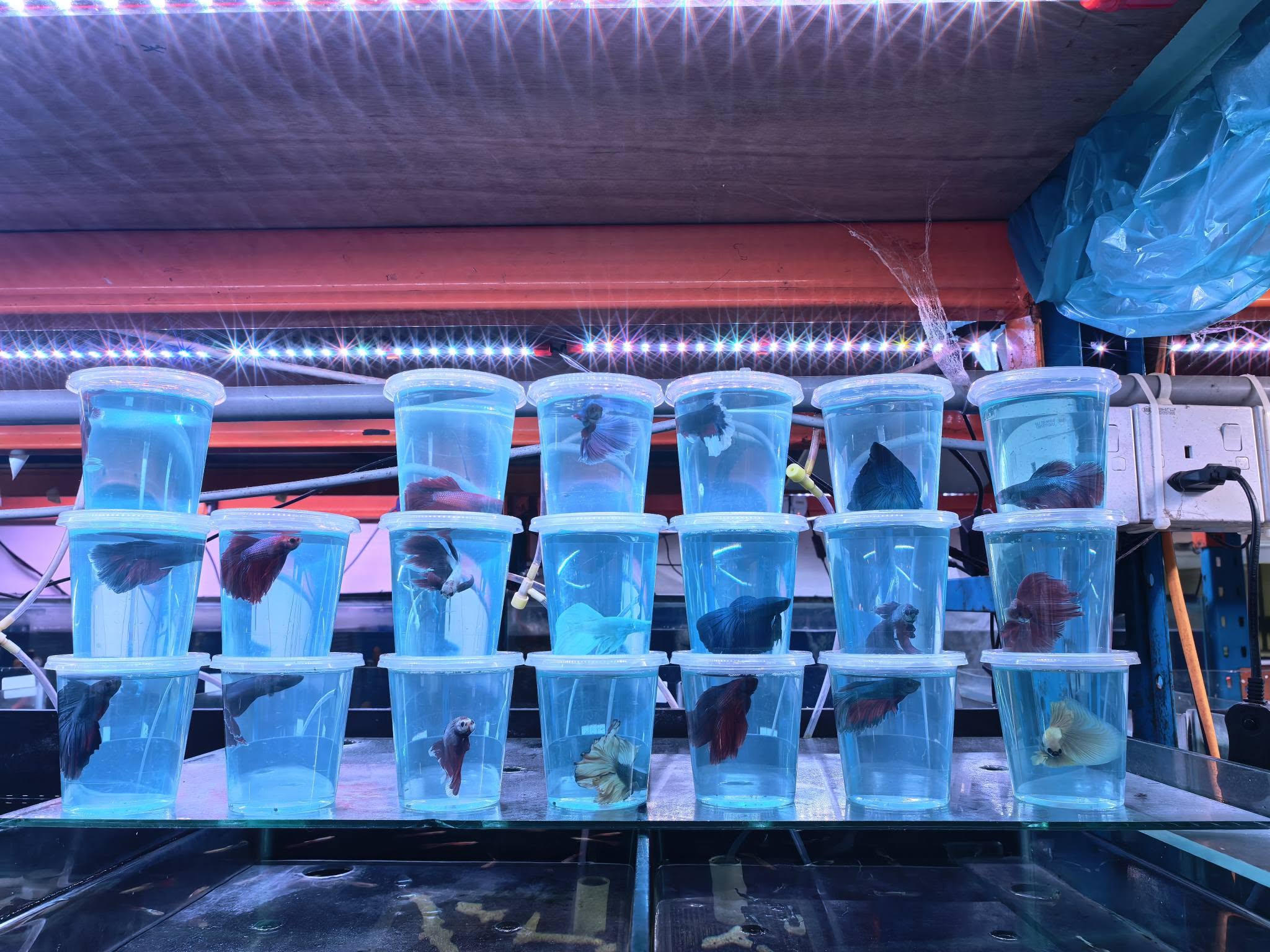 Wang wang aquarium and pets旺旺水族馆 7