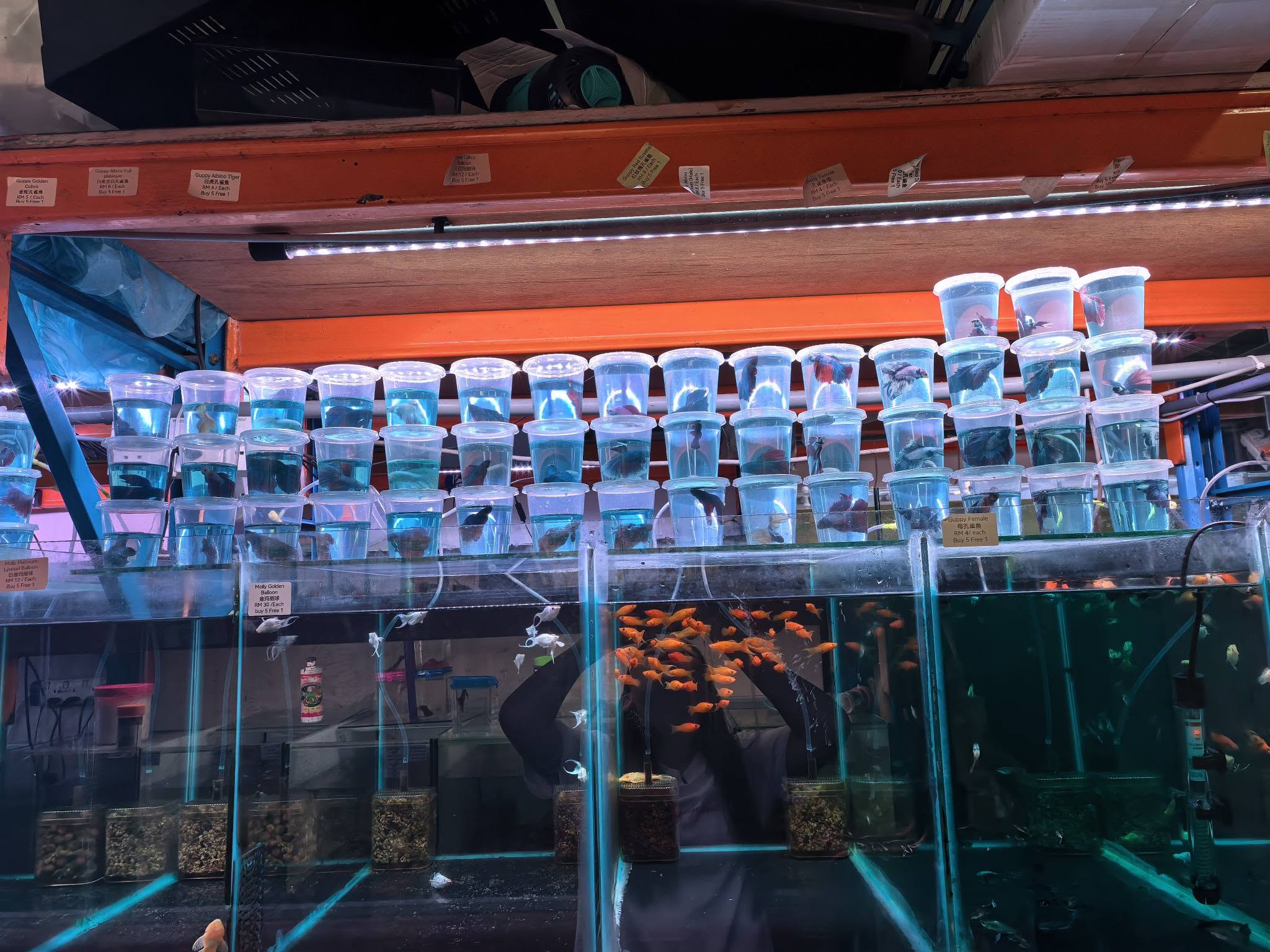 Wang wang aquarium and pets旺旺水族馆 8